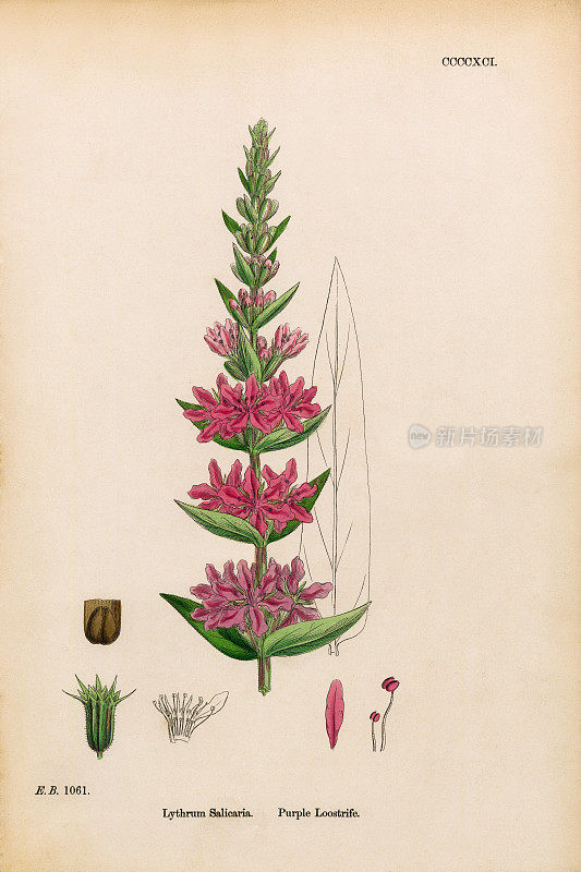 紫色Loostrife, Lythrum Salicaria，维多利亚植物学插图，1863年